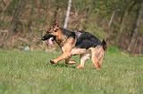 BERGER ALLEMAND 1300